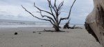 Driftwood Beach 4