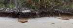 DRiftwood Beach erosion
