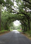 Edisto Island backroad