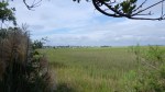 Edisto Island marsh