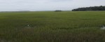 Edisto Island marsh
