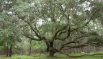 live oak on Edisto&nbsp;Island